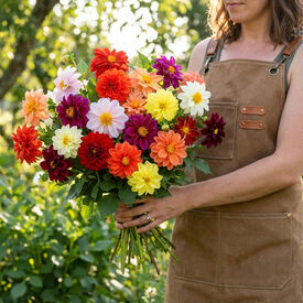 Figaro Mix, Dahlia Seeds